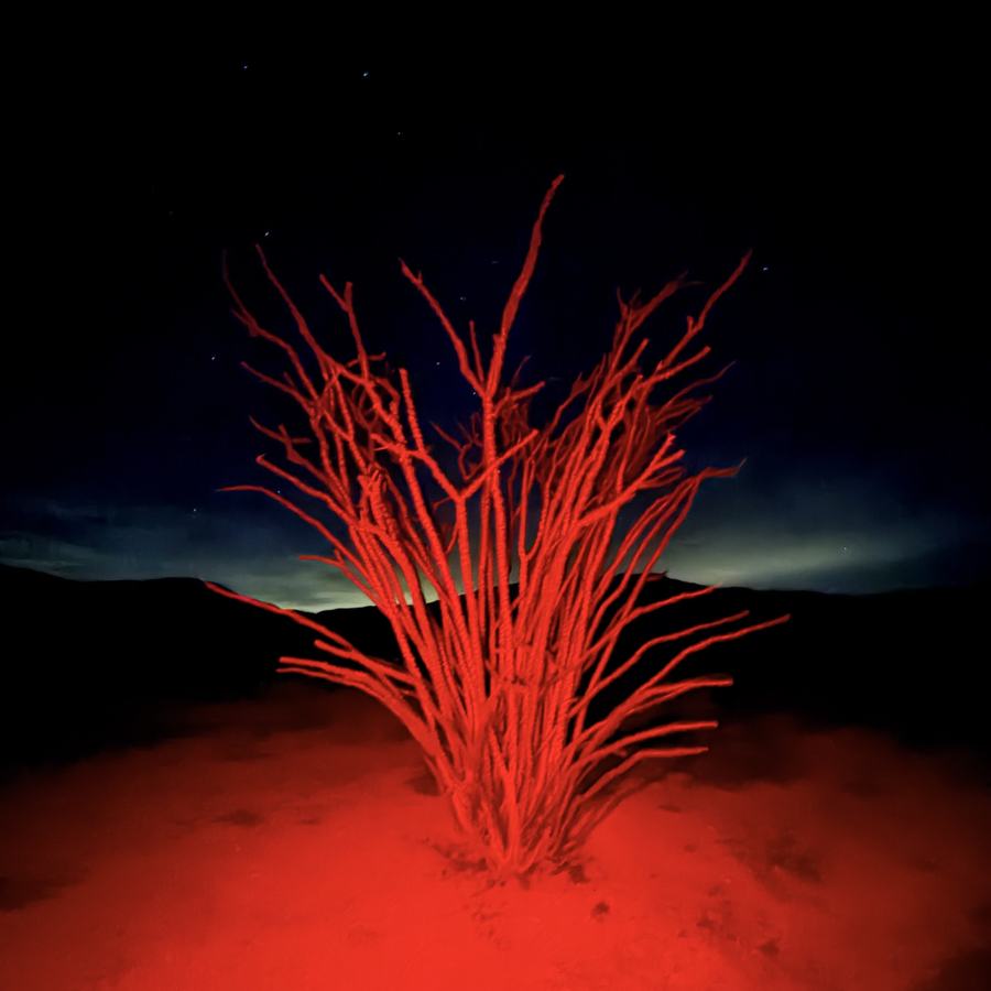 Blood in The Ocotillo cover art